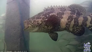 Goliath Grouper Caught on Underwater Live Stream