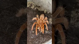 What recording a beautiful tarantula with shaking hands is like😂 pelinobius muticus 0.1