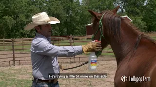 Equine Program Training Tips: Safely Applying Fly Spray