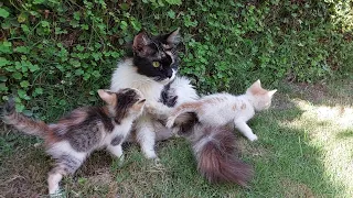 Cute Kittens Convincing Mother Cat To Feed Them Milk