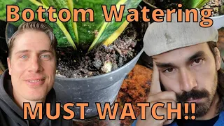 💧💧Bottom Watering Indoor or outdoor Plants | How long does it take❤