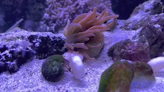 Hermit crab and anemone food fight