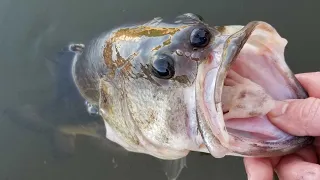 Fishing at Nuclear Reactor - Crazy Open Water Bass Fishing Action & Tips