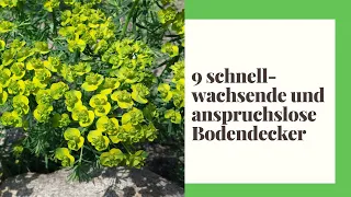 9 Bodendecker - die schnellwachsend und anspruchslos perfekt in Ihren Garten passen!