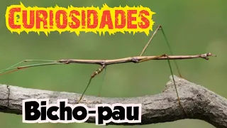 Bicho-pau | Curiosidades e Biologia