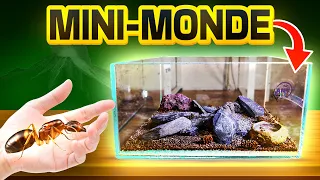 I CREATED a VOLCANIC Terrarium for my ants! (a failure?)