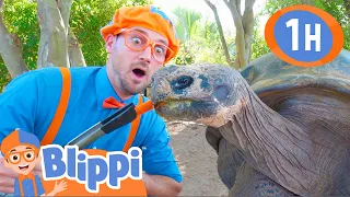 Blippi Visits a Zoo (Phoenix Zoo) | 1 HOUR BEST OF BLIPPI | Animal Videos for Kids | Blippi Toys