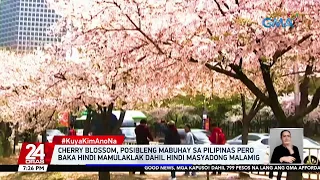 Cherry blossom, posibleng mabuhay sa Pilipinas pero baka hindi mamulaklak dahil hindi... | 24 Oras