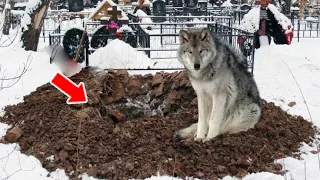 The Wolf Kept Digging The Grave, And Then People Discovered A Miracle...