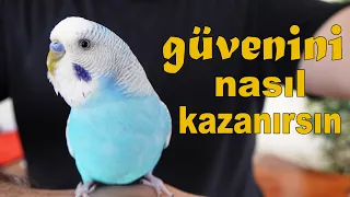 Muhabbet Kuşu Güvenini Nasıl Kazanırsınız 3 Adım