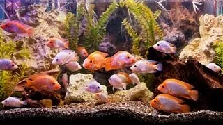 How to Pick a Fish Tank Filter | Aquarium Care