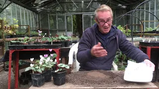 Getting the cyclamen seeds on the go part 4 @stinkyditchnursery750 October ‘21