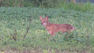 Summer Coyote Hunting Highlights