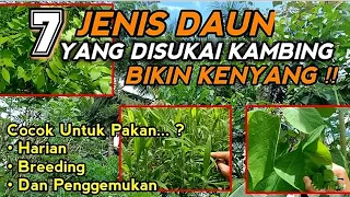 7 Daun Terbaik Untuk Pakan Kambing Bernutrisi Tinggi‼️BERMANFAAT buat kambing