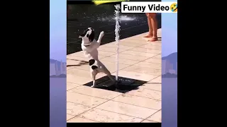 funny shorts || funny dog videos || funny animal videos