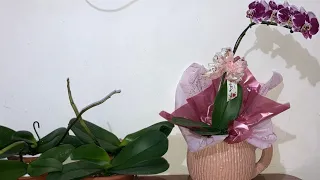 Replante de Phalaenopsis florida + dicas de cultivo