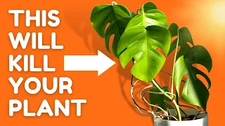 10 WORST Things To Do To Your Plants