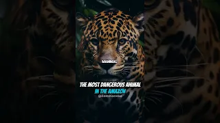 the most dangerous animal in the amazon #podcastclips #amazon #lexfridman #storytime #tribes