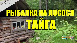 РЫБАЛКА НА ЛОСОСЯ В ТАЙГЕ