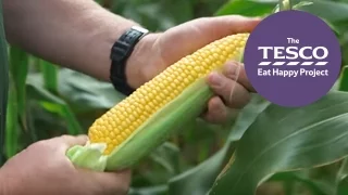 Join us in the English countryside to see how sweetcorn gets from farm to fork