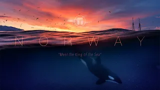 NORWAY - Meeting the King of the Sea