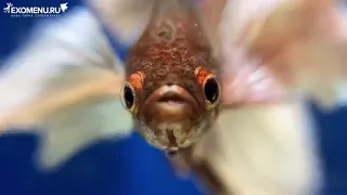 Рыбки петушки крупным планом. Betta fish macro.