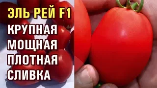 ТОМАТ ЭЛЬ РЕЙ F1 - КРУПНАЯ, МОЩНАЯ, ПЛОТНАЯ, УСТОЙЧИВАЯ СЛИВКА