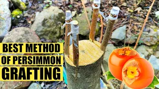 How to graft persimmon tree | Persimmon Grafting