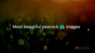 Most beautiful peacock 🦚 images|| beautiful peacock 🦚 dpz wallpapers|| most beautiful animal