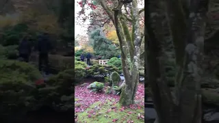 Japanese Garden 🎌 #shorts