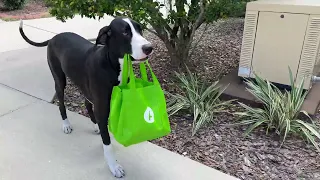 Proud Great Dane Delivers Publix Grocery Goodies To Cat & Dog