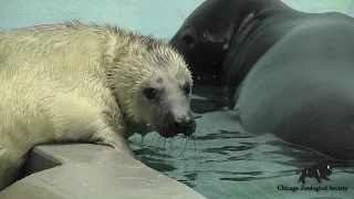 Gray Seal Pup Blows Bubbles and Explores Water