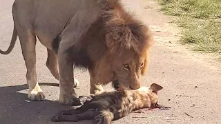 Lion breaking Hyenas back