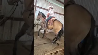 Training  my horse  how to dance