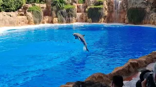 LORO PARQUE 2022 || Presentación de los delfines. 🐬 💦