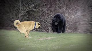 Kangal the Dog Who Can Kill a Bear!