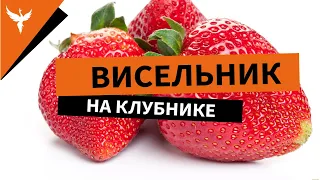 рДЖ 59: Висельник на клубнике. Красивый цвет и ... больше ничего