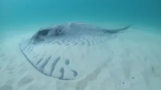 The BIGGEST Stingray in the sea!