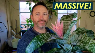 Bromeliad Aechmea Fasciata Care guide and Speceies Review