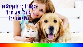 Toxic Food For Dogs And Cats - 10 Surprising Things That Are Toxic For Your Pet