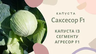 Капуста із сегменту Агресора! Саксесор F1, раннє дозрівання та зберігання до 5 місяців