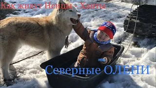 На СТОЙБИЩЕ У НЕНЦЕВ - ХАНТОВ. СЕВЕРНЫЕ ОЛЕНИ. ХМАО. ЖИЗНЬ В ЛЕСУ.