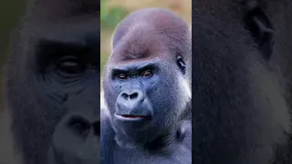 Alpha Gorilla is Dad of the Year cute Gorilla beautiful animals#short #youtube