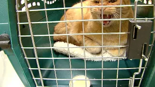Angry Cat at the Vet | Fractious Cat Restraint
