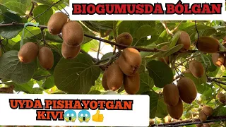 BIRINCHI BOR UYDA PISHAYOTGAN KIVILAR