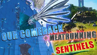 OUR GREAT COMEBACK! & Meatrunning Sentinels | Wiu Wiu | ARK Ascended Official PvP