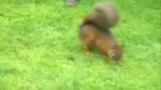 Red Squirrels in Grasmere