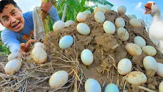 FINALLY!! How to Start Duck Farming: MY DUCKS LAID EGGS, We Built the Cheapest & Easiest Duck House