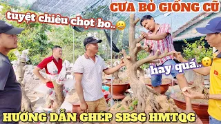 Hoàng Mai Tứ Quý Ghép hướng dẫn kỹ thuật ghép độc đáo bo SBSG vào cây phôi tứ quý đã cưa bỏ giống cũ