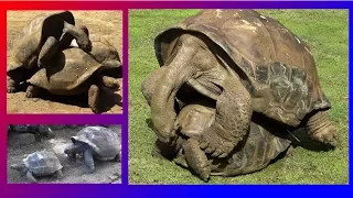 GIANT TURTLES - MATING  (VERY LOUDLY)